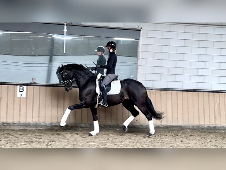 Oldenburger Stute 11 Jahre 162 cm Rappe in Liessel