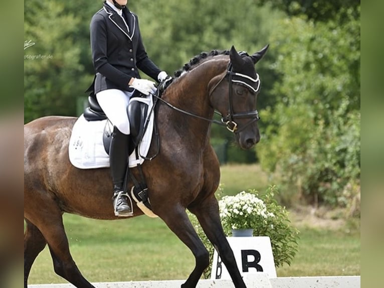 Oldenburger Stute 11 Jahre 162 cm Rappe in Bellingen