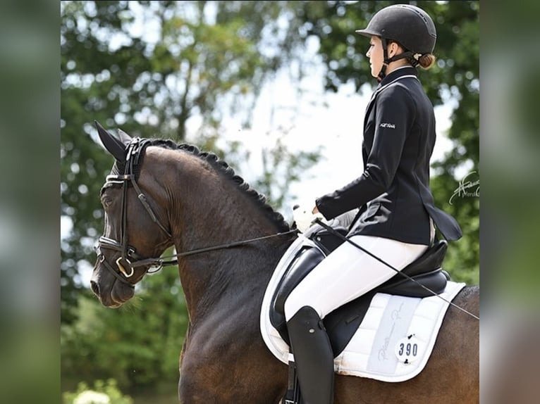 Oldenburger Stute 11 Jahre 162 cm Rappe in Bellingen