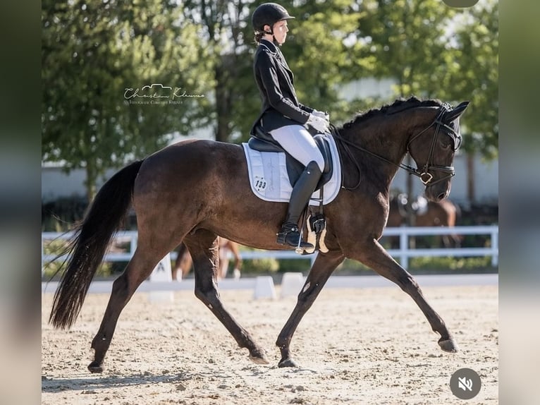 Oldenburger Stute 11 Jahre 162 cm Rappe in Bellingen