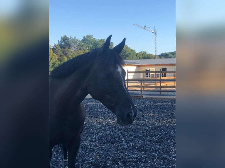Oldenburger Stute 11 Jahre 162 cm Rappe in Zell