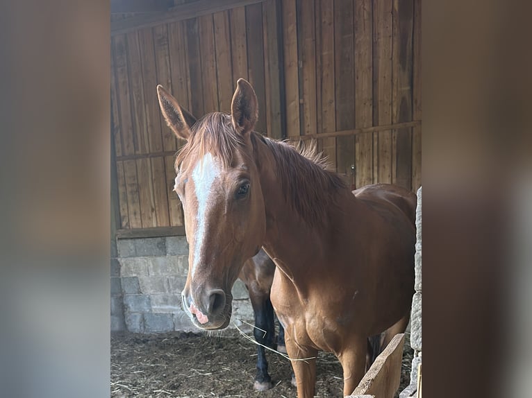 Oldenburger Stute 11 Jahre 163 cm Fuchs in Waldenburg