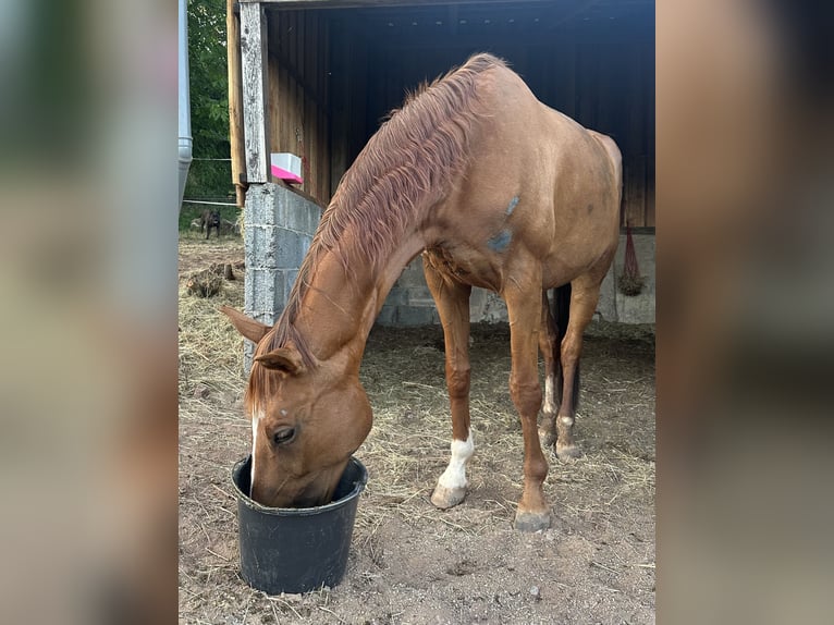 Oldenburger Stute 11 Jahre 163 cm Fuchs in Waldenburg