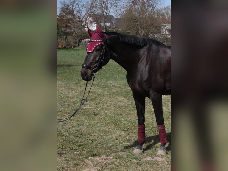 Oldenburger Stute 11 Jahre 165 cm Dunkelbrauner in Wiesental
