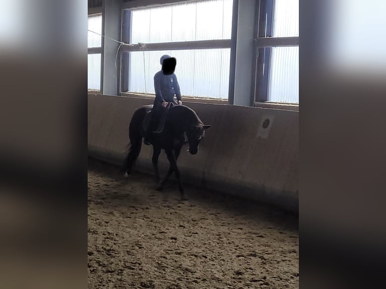 Oldenburger Stute 11 Jahre 165 cm Dunkelfuchs in Memmingen