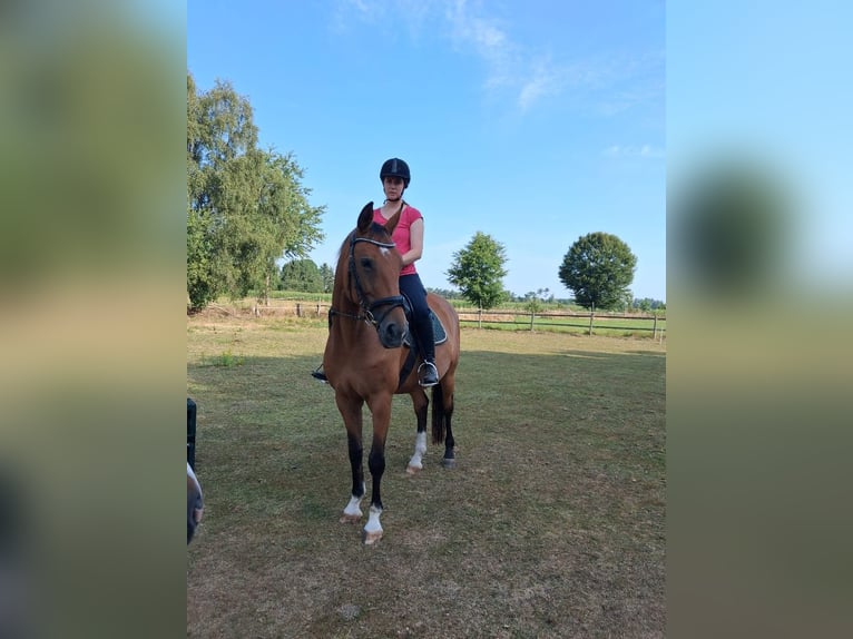 Oldenburger Stute 11 Jahre 165 cm Falbe in Buchholz in der Nordheide