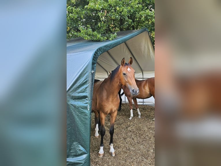 Oldenburger Stute 11 Jahre 165 cm Falbe in Buchholz in der Nordheide