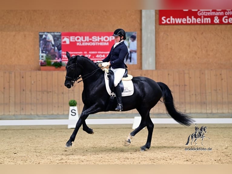 Oldenburger Stute 11 Jahre 165 cm Rappe in Arnstein