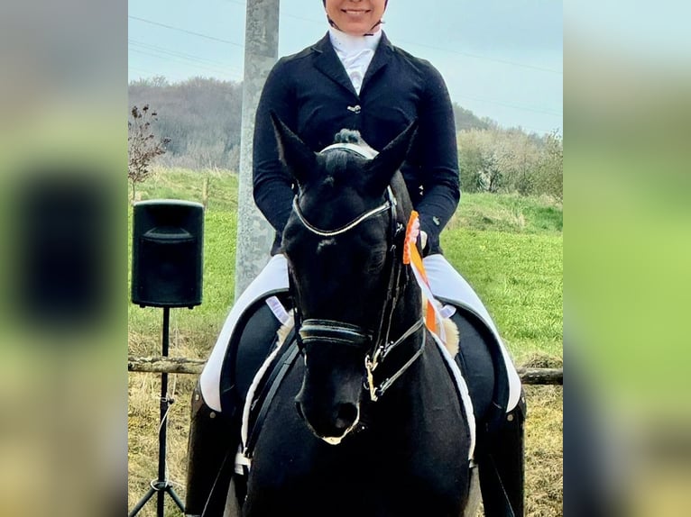 Oldenburger Stute 11 Jahre 165 cm Rappe in Arnstein