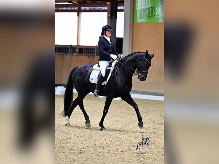Oldenburger Stute 11 Jahre 165 cm Rappe in Arnstein