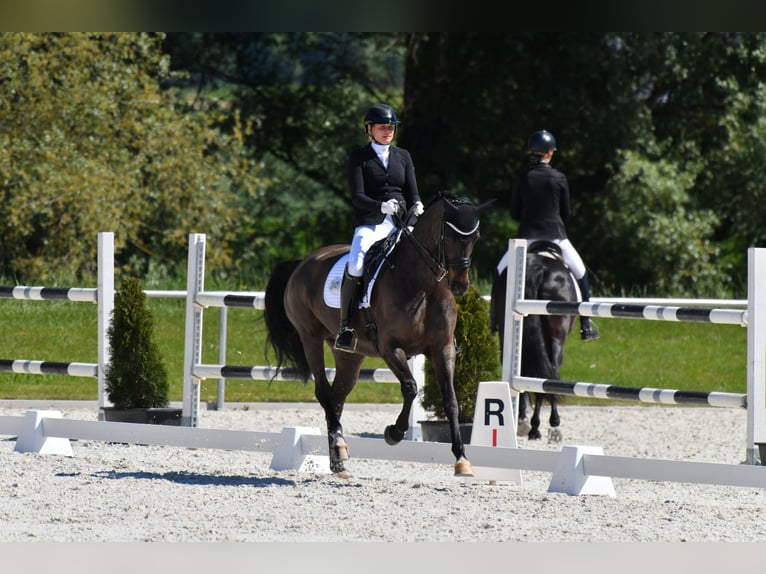 Oldenburger Stute 11 Jahre 167 cm Schwarzbrauner in Landshut
