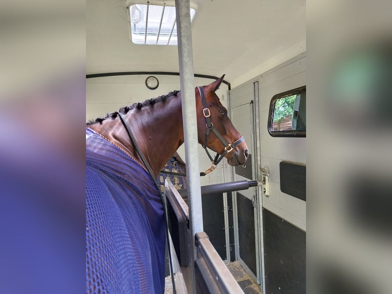 Oldenburger Stute 11 Jahre 168 cm Brauner in Stadland