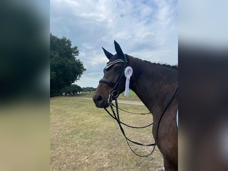 Oldenburger Stute 11 Jahre 168 cm Brauner in Stadland