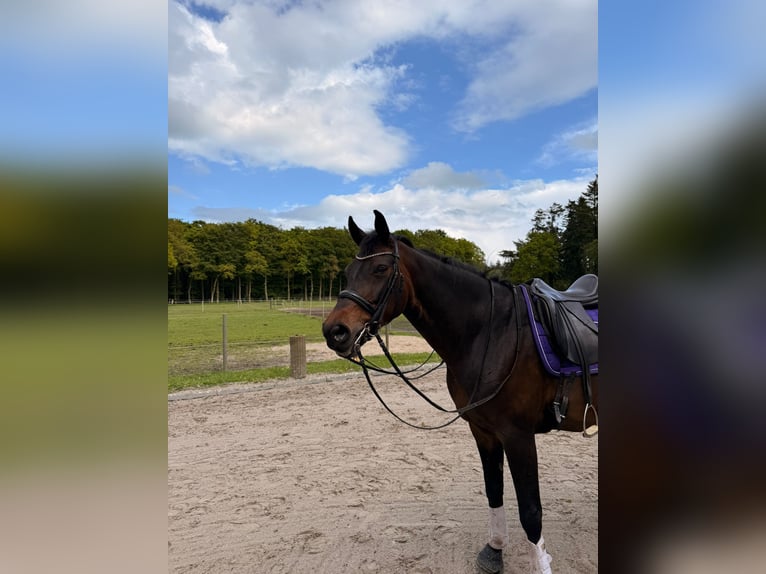 Oldenburger Stute 11 Jahre 168 cm Brauner in Stadland