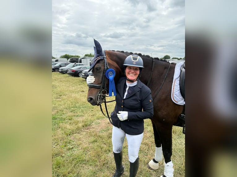 Oldenburger Stute 11 Jahre 168 cm Brauner in Stadland