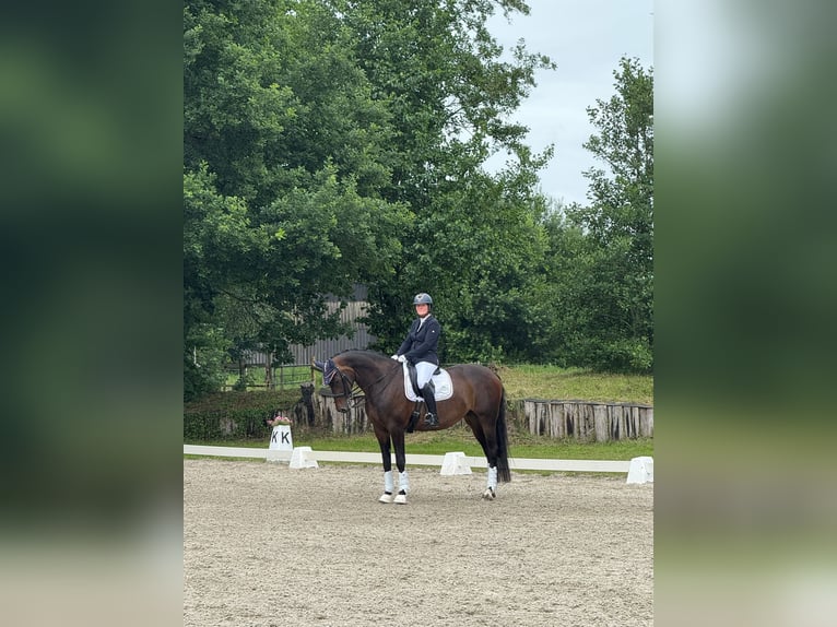 Oldenburger Stute 11 Jahre 168 cm Brauner in Stadland