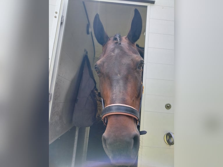 Oldenburger Stute 11 Jahre 168 cm Brauner in Stadland