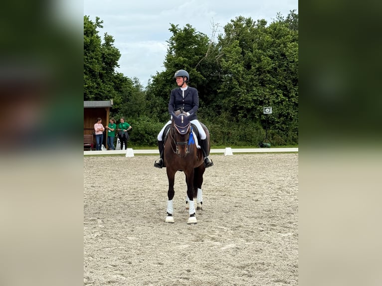 Oldenburger Stute 11 Jahre 168 cm Brauner in Stadland