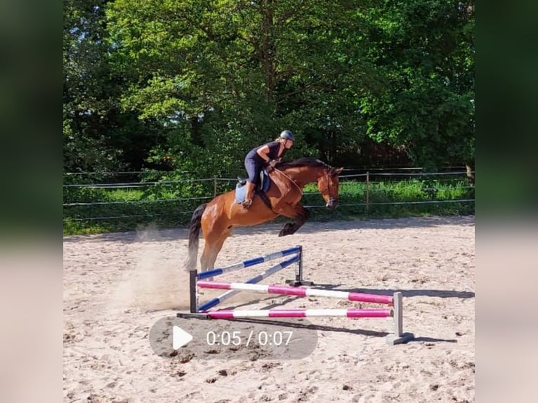 Oldenburger Stute 11 Jahre 168 cm Brauner in Alfhausen