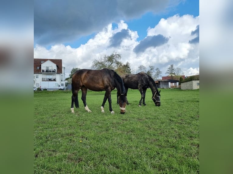 Oldenburger Stute 11 Jahre 168 cm Brauner in Weimar