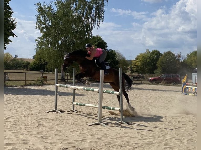 Oldenburger Stute 11 Jahre 168 cm Brauner in Weimar