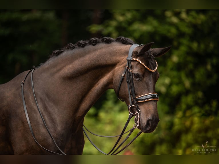 Oldenburger Stute 11 Jahre 168 cm Schwarzbrauner in Wehringen
