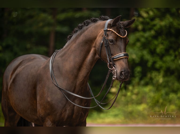 Oldenburger Stute 11 Jahre 168 cm Schwarzbrauner in Wehringen
