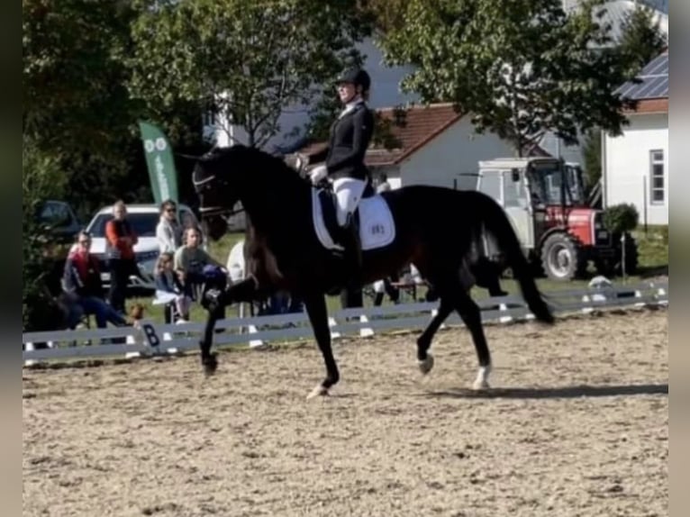 Oldenburger Stute 11 Jahre 168 cm Schwarzbrauner in Wehringen