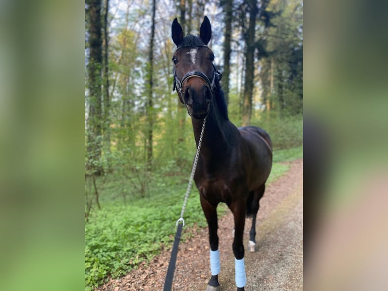 Oldenburger Stute 11 Jahre 170 cm Dunkelbrauner in Lenzburg