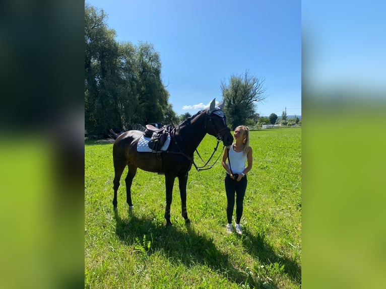 Oldenburger Stute 11 Jahre 170 cm Dunkelbrauner in Lenzburg