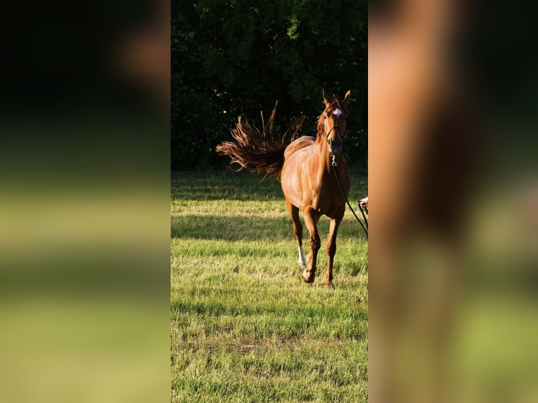 Oldenburger Stute 11 Jahre 170 cm Fuchs in Trautskirchen