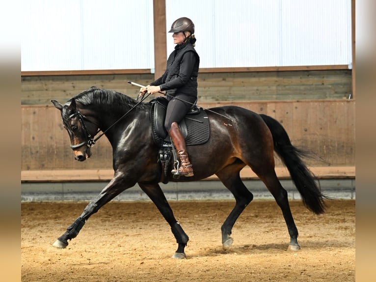 Oldenburger Stute 11 Jahre 170 cm Schwarzbrauner in Valley