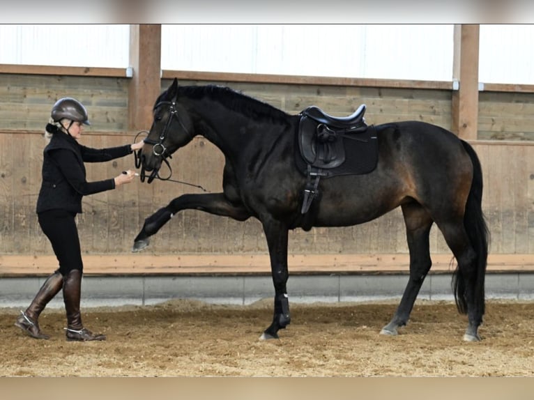 Oldenburger Stute 11 Jahre 170 cm Schwarzbrauner in Valley