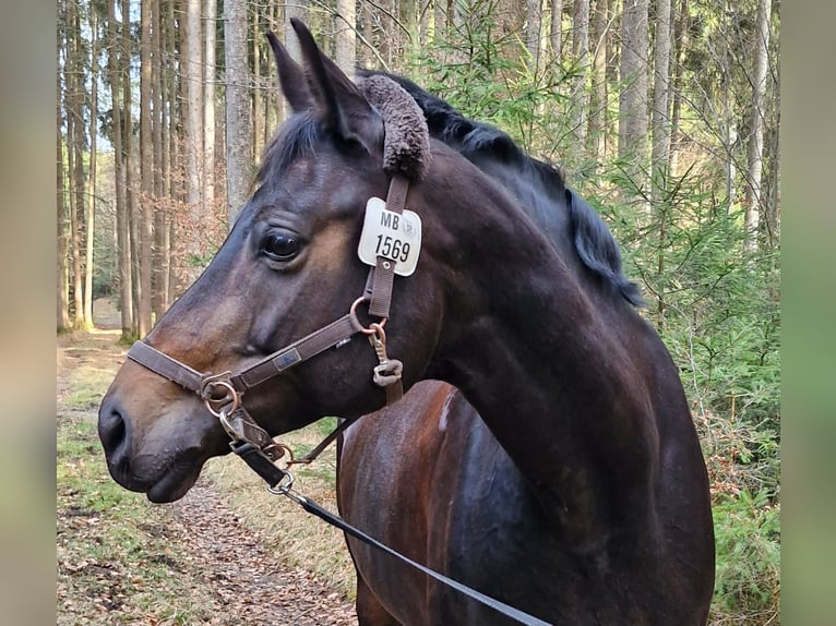 Oldenburger Stute 11 Jahre 170 cm Schwarzbrauner in Valley