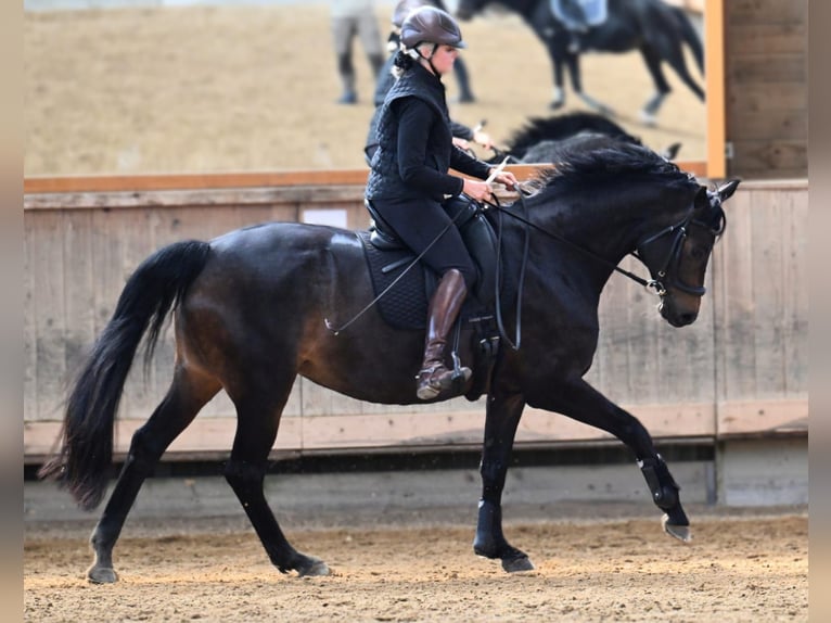 Oldenburger Stute 11 Jahre 170 cm Schwarzbrauner in Valley