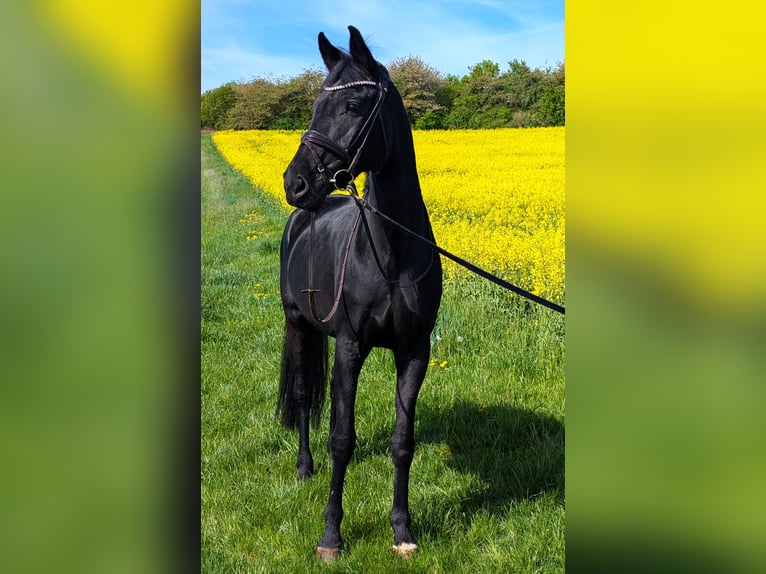 Oldenburger Stute 11 Jahre 171 cm Rappe in Großrinderfeld