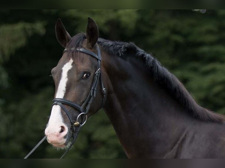 Oldenburger Stute 11 Jahre 171 cm Schwarzbrauner in Raum Vechta