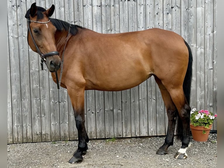 Oldenburger Stute 11 Jahre 172 cm Brauner in Aying