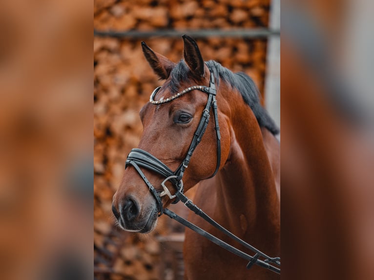 Oldenburger Stute 11 Jahre 172 cm Brauner in Aying