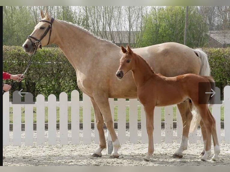 Oldenburger Stute 11 Jahre 172 cm Palomino in Wolfsbach