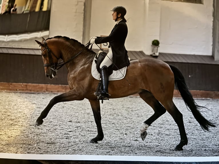 Oldenburger Stute 11 Jahre 173 cm Brauner in Drantum