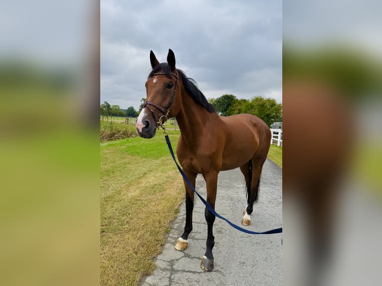Oldenburger Stute 11 Jahre 173 cm Brauner in Horstmar