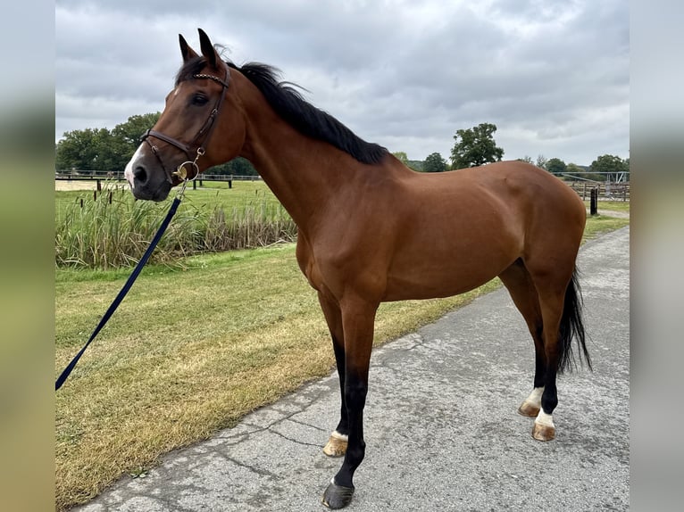Oldenburger Stute 11 Jahre 173 cm Brauner in Horstmar