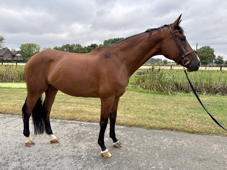 Oldenburger Stute 11 Jahre 173 cm Brauner in Horstmar
