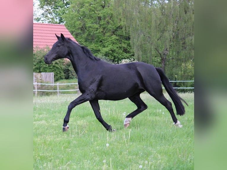 Oldenburger Stute 11 Jahre 173 cm Rappe in Zetel