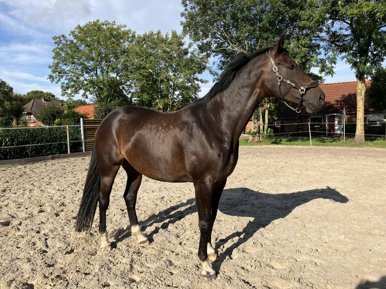 Oldenburger Stute 11 Jahre 174 cm Brauner in Großheide