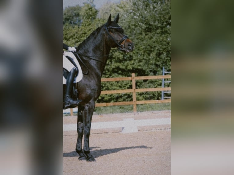 Oldenburger Stute 11 Jahre 174 cm Dunkelbrauner in Aurachtal
