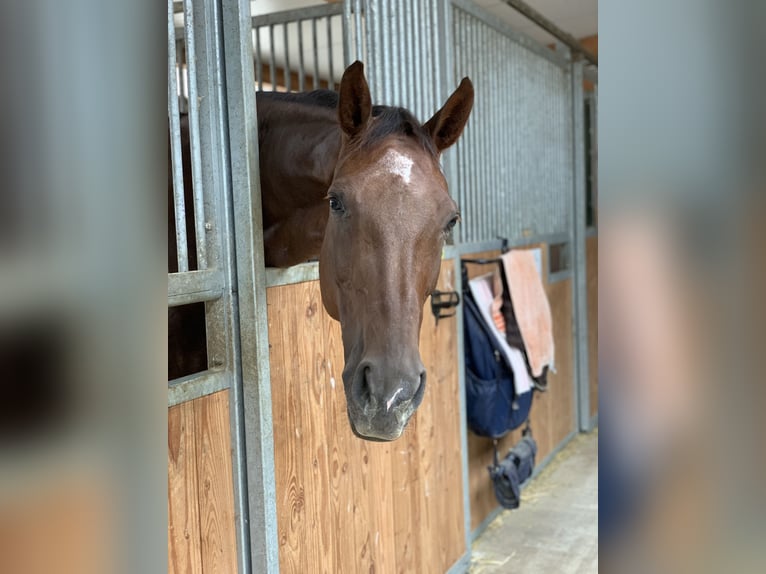 Oldenburger Stute 11 Jahre 175 cm Dunkelfuchs in Wiesloch