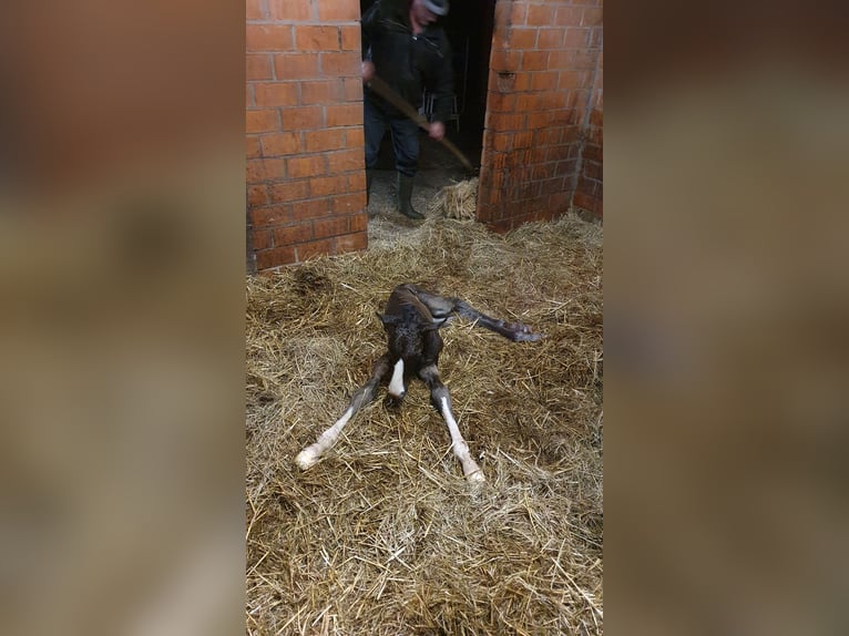 Oldenburger Stute 11 Jahre in Löningen