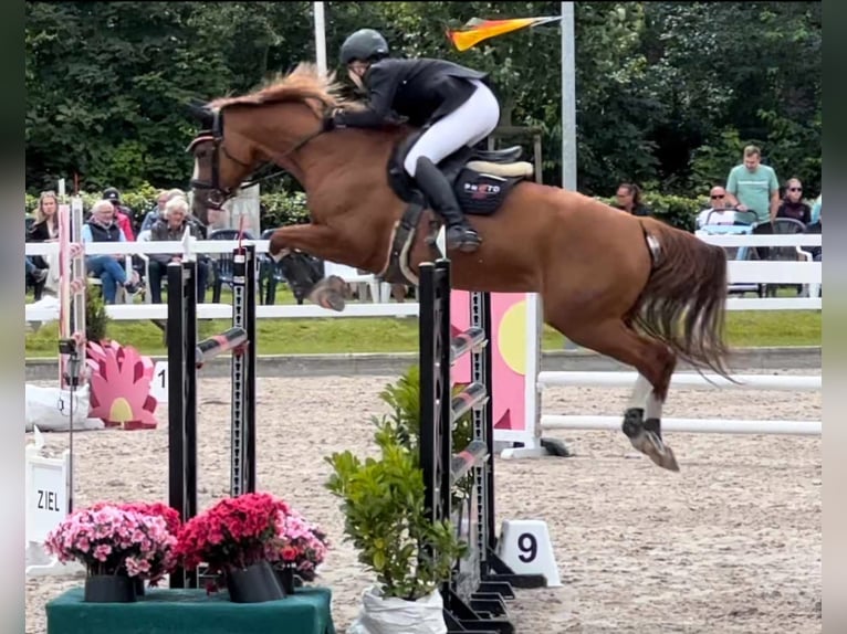 Oldenburger Stute 12 Jahre 158 cm Fuchs in D&#xE4;nischenhagen